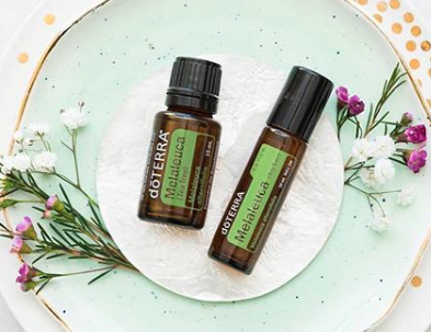 Melaleuca