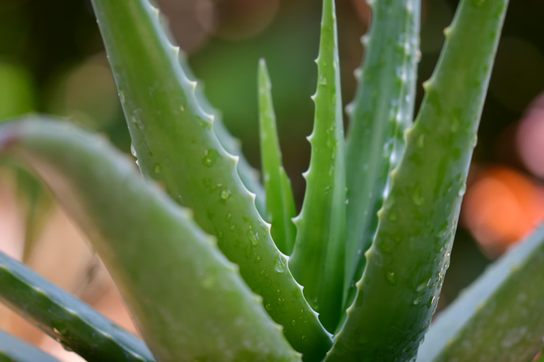 aloe vera rosacea